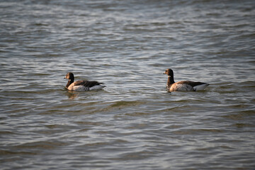 Two Dark-Bellied Brent Geese Swimming in Water Migrating