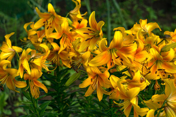 Blooming branches of lilies with yellow flowers in the garden.