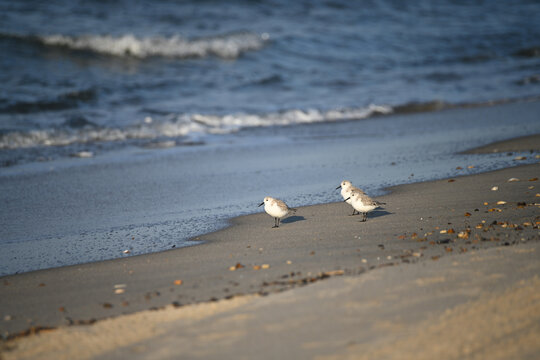 Two Sanderlings on Sandy Beach Near Ocean Waves