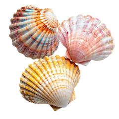 Fototapeta premium Three colorful scallop shells against a black background