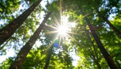 Obraz premium Sunlit Forest Canopy, Low Angle View