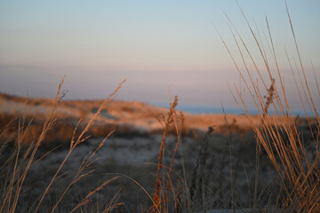 Coastal Sunset Landscape over sand dune with grasses on beach