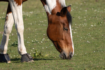 Obraz premium Cinematic horse