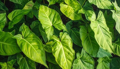 Lush, vibrant green leaves create a rich, natural backdrop.