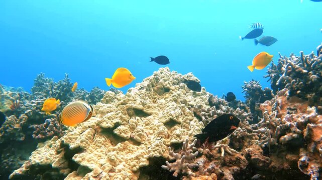 coral reef and fish