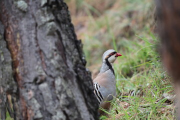 Chukar partridge (Alectoris chukar chukar) is a Palearctic upland gamebird in the pheasant family Phasianidae. This photo was taken in Northwest India.