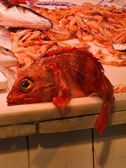 creada con IA

La imagen muestra un cabracho, tambi&eacute;n conocido como rascacio o escorpen.