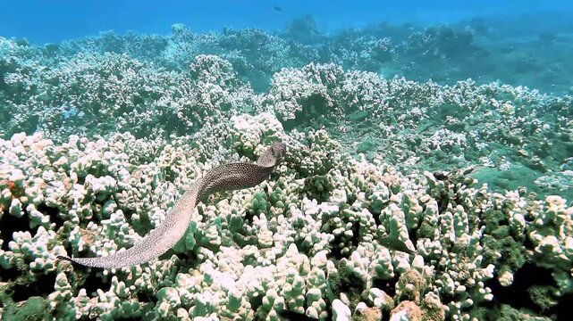 Moray eek swims over reef