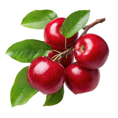 A cluster of ripe red apples with green leaves on a branch isolated on transparent background