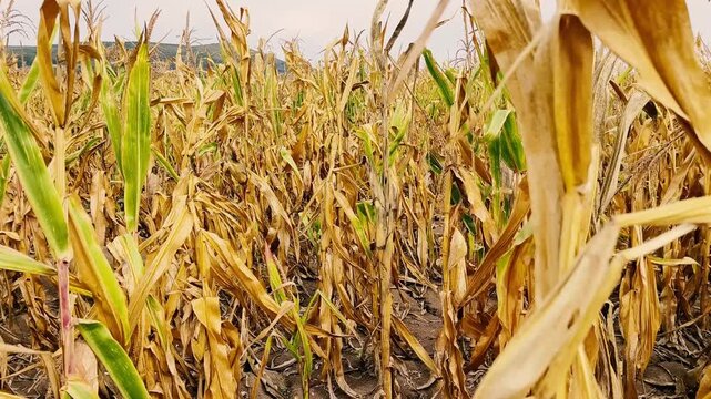 Bad corn crops due to long time drought