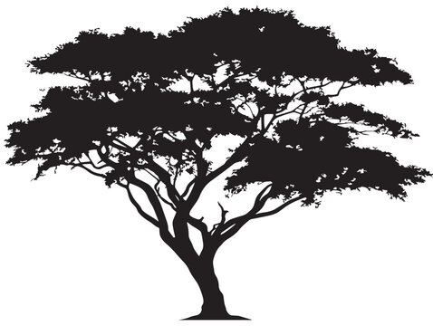 Decorative teak tree silhouette vector illustration with bold dramatic form