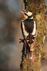 great spotted woodpecker