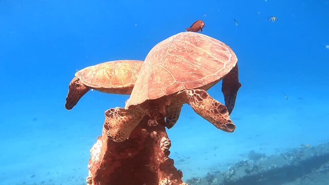 Two turtles on reef on Maui