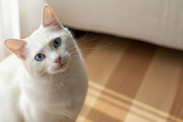 Beautiful Blue Eyed Cat Looking Up