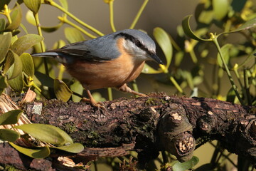 Nuthatch.