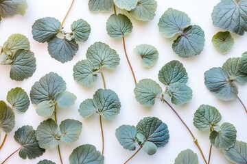 Delicate catnip leaves harvested from a garden isolated against a clear background