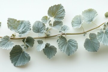 Delicate catnip leaves harvested from a garden isolated against a clear background