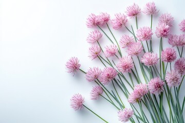 Delicate chives harvested from a garden isolated against a clear background