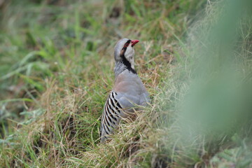 Chukar partridge (Alectoris chukar chukar) is a Palearctic upland gamebird in the pheasant family Phasianidae. This photo was taken in Northwest India.