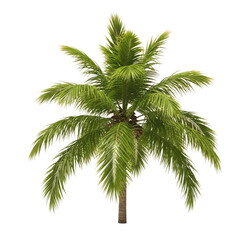 Obraz premium Lush green palm tree with detailed fronds isolated on black for tropical and exotic scenes