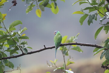 Gray-headed Parakeet (Psittacula finschii) in Northwest India.