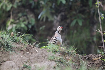 Chukar partridge (Alectoris chukar chukar) is a Palearctic upland gamebird in the pheasant family Phasianidae. This photo was taken in Northwest India.