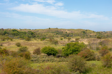 Summer landscape, The dune with green grass and trees under blue sky, Zuid-Kennemerland National Park between Bloemendaal and the Dutch North Sea, Located in the province of North Holland, Netherlands
