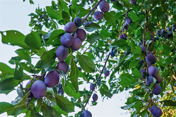 Plum Tree with ripening Plums