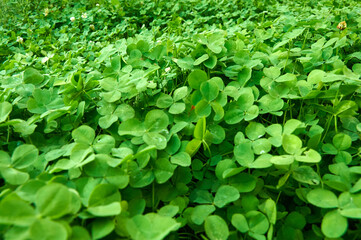 Clover view on top. Carpet of natural clover. Natural grass background