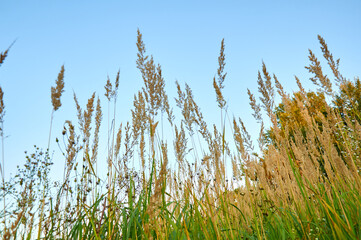 Field yellow grass and flowers in the backlight. Autumn landscape