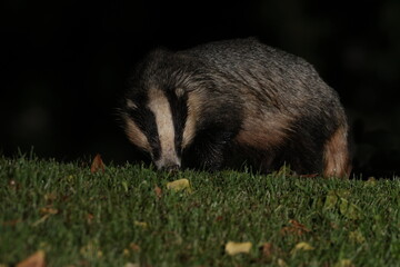 Badger at night.