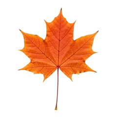 Fototapeta premium Vibrant orange maple leaf autumn season nature photography close up