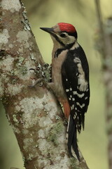 great spotted woodpecker