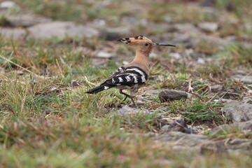 Eurasian hoopoe (Upupa epops epops) is the most widespread species of the genus Upupa. This photo was taken in North India.