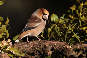 Hawfinch on a branch.