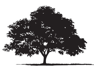 Fototapeta premium Graceful walnut tree natural decorative silhouette vector design