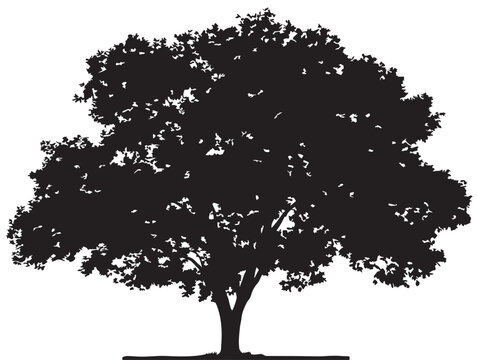 Walnut tree with bold branches silhouette artistic vector illustration