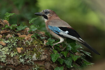  jay on a branch