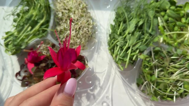 edible red flower microgreens Healthy eating concept - organic baby beatroot microgreens close up in woman hands, 4K footage.