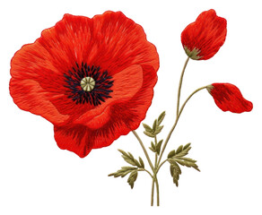 Obraz premium PNG Poppy flower plant inflorescence.