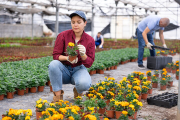 Smiling female employee of wholesale warehouse of ornamental plants inspects young marigolds seedlings before sending order abroad. small and large wholesale © JackF