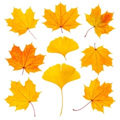 Obraz premium Vibrant autumn leaves, ginkgo and maple, arranged against a pure white background, display autumnal colors and textures.