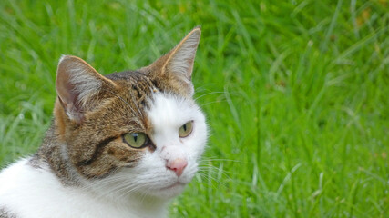 Visiting, the cat from the neighborhood.