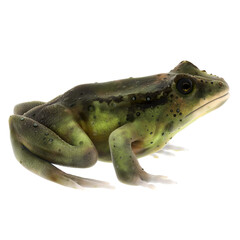3d render realistic frog amphibian animal with transparent background