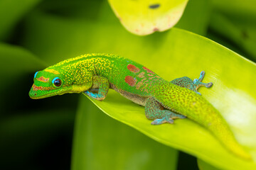 Gold Dust Day Gecko (Phelsuma laticauda) on Big Island, HI