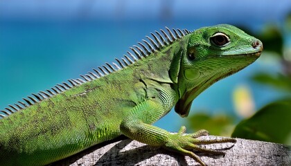 Obraz premium giant green anole lizard in virgin islands