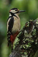 great spotted woodpecker on tree