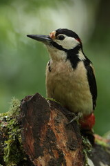 great spotted woodpecker