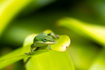 Green Anole (Anolis carolinensis) on Big Island, HI