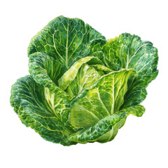 Fresh green cabbage head with crinkled leaves and a light yellow core isolated on transparent background